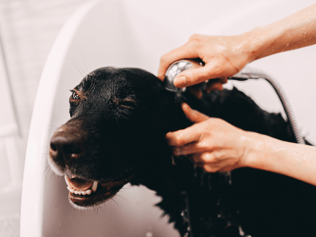 A black dog is being bathed in a white tub as a person rinses its head with a handheld showerhead, providing some much-needed hot weather grooming.