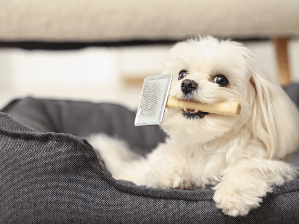 Small white dog lying in a gray pet bed, holding a grooming brush in its mouth, looking toward the camera&mdash;ready for some hot weather grooming.
