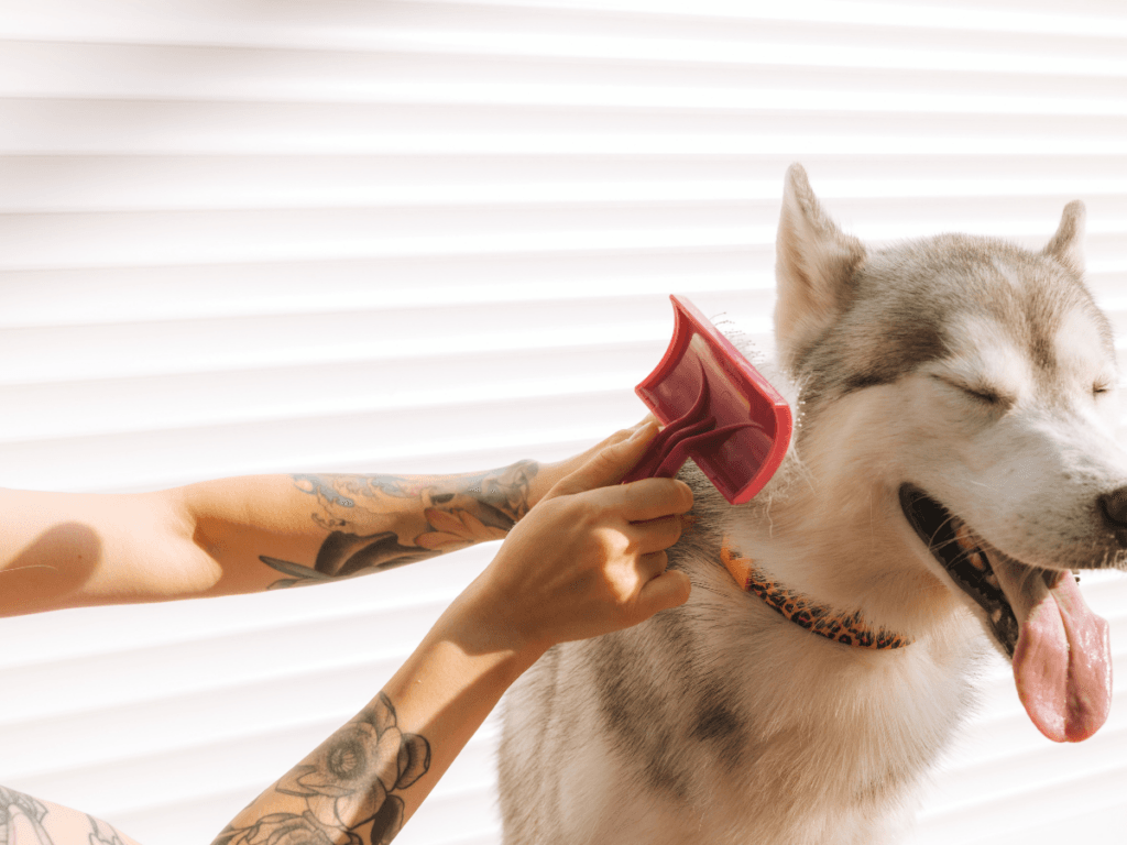 A person with tattoos brushes a happy Siberian Husky with a red grooming brush; the dog, wearing an orange collar and enjoying some hot weather grooming, has its eyes closed and tongue out.