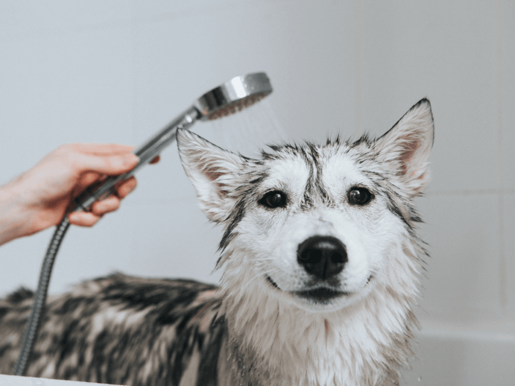 A person uses a handheld showerhead to bathe a wet dog in a white bathtub, much like you might see at grooming workshops. The dog looks at the camera with its ears perked up.