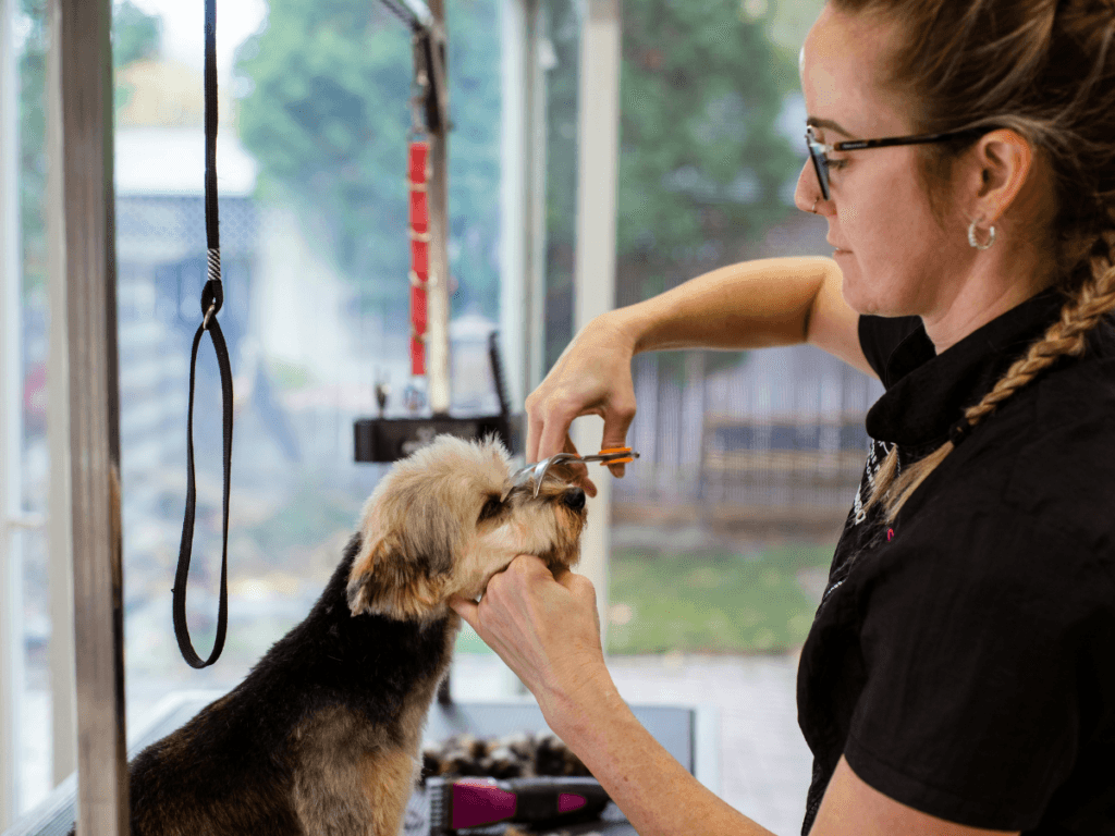 A person trims the fur on a small dog&rsquo;s face with scissors at a grooming station, demonstrating techniques often taught in grooming workshops. The dog stands calmly while being groomed.