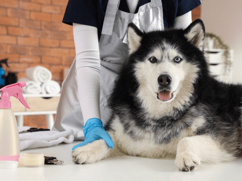 A groomer wearing gloves prepares a Siberian Husky for grooming on a table with supplies, including a spray bottle and brush, in a pet care setting during one of the grooming workshops.