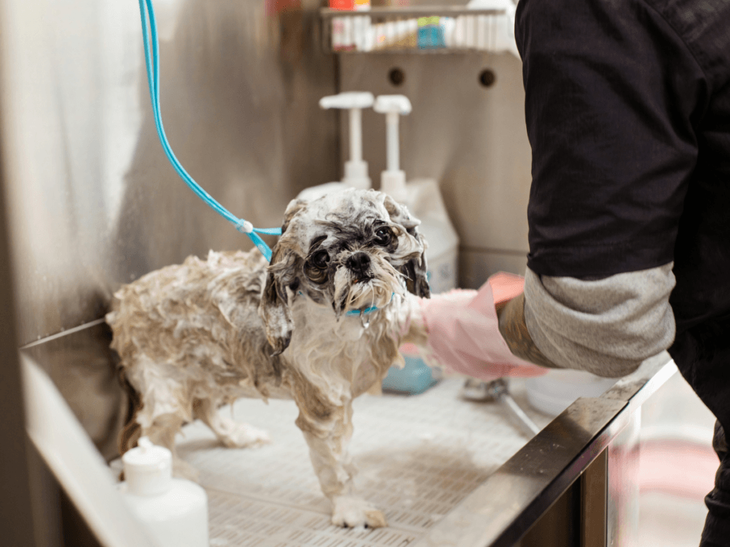 A small dog is being bathed at a grooming station, covered in soap suds, with a person washing it and grooming supplies visible in the background&mdash;an experience often demonstrated in grooming workshops.