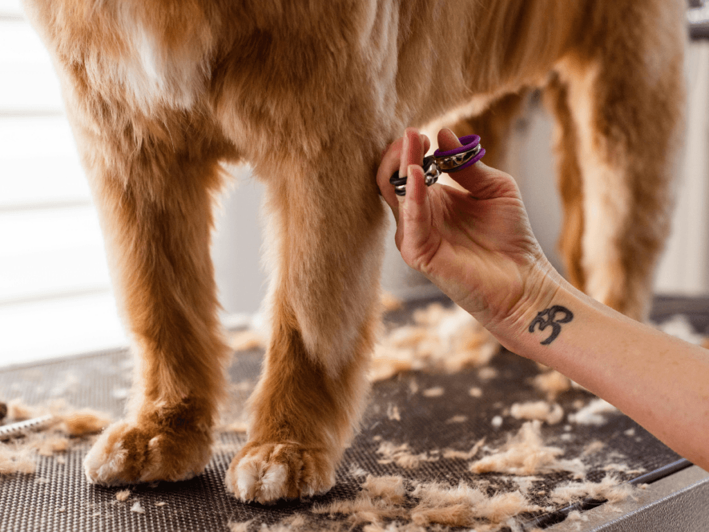 A person trims the leg fur of a long-haired orange cat with scissors during one of the grooming workshops. Loose fur is scattered on the grooming table beneath them.