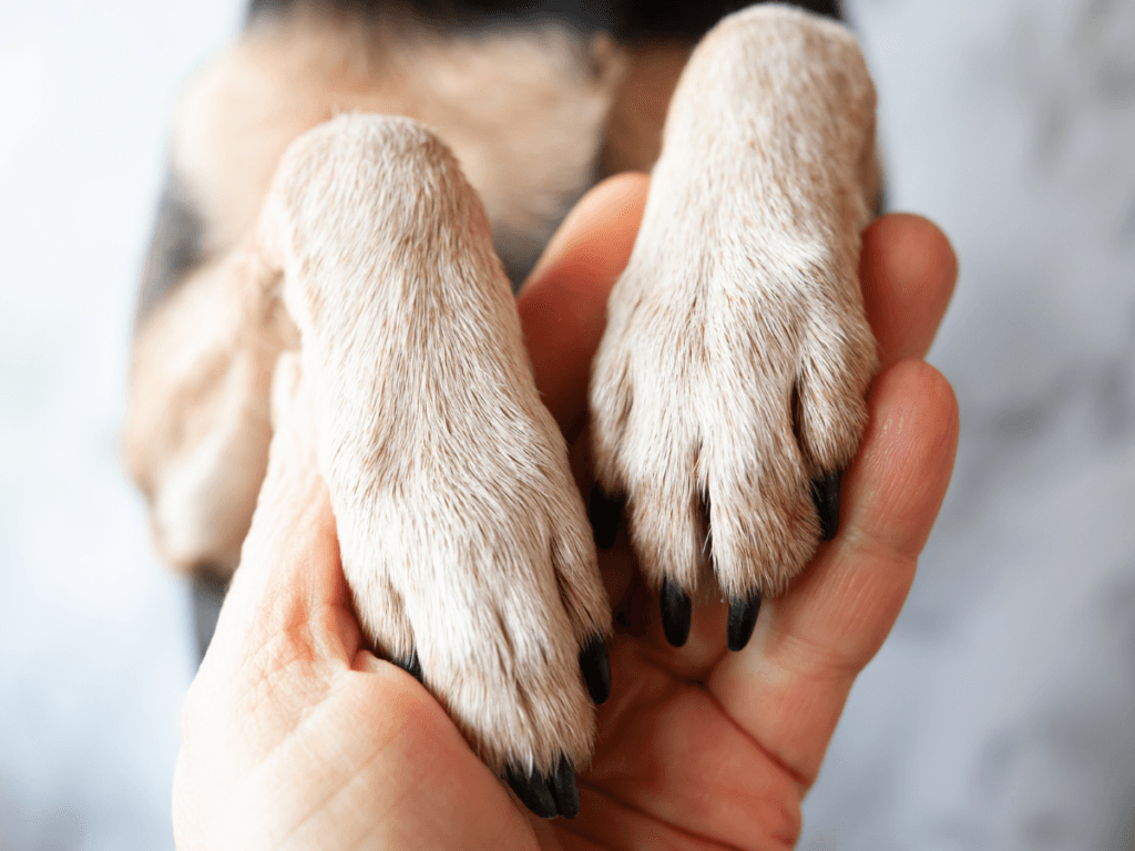 A person holds two light brown dog paws in their hand, showing the tops of the paws and black nails, demonstrating gentle paw care.