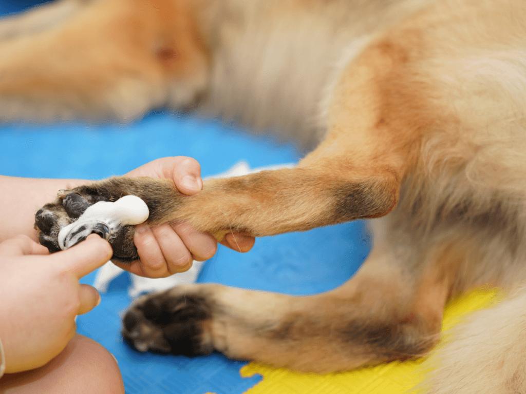 A person applies white cream to a large dog’s paw, providing gentle paw care while the dog lies on a blue and yellow mat.