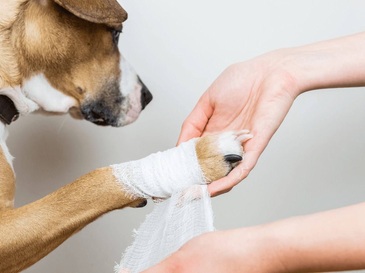 A person carefully wraps a dog’s injured front paw with white gauze bandage, demonstrating attentive paw care against a plain background.