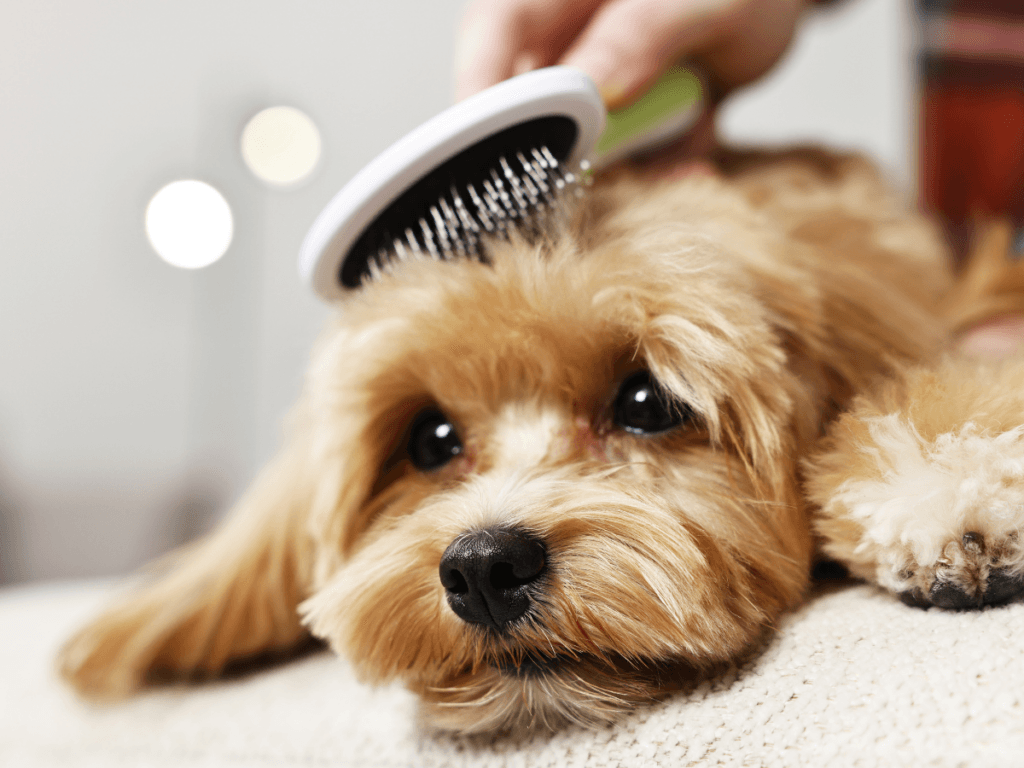 A small, fluffy dog lies down while being brushed with a pet grooming brush. The dog has light brown fur and a calm expression, enjoying the gentle care that helps prevent pet grooming emergencies.
