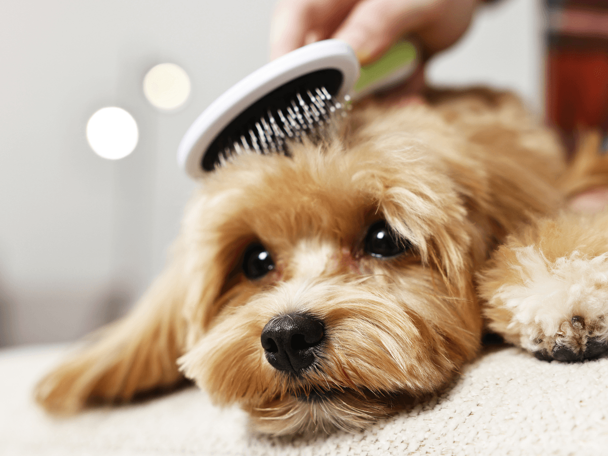 A small, fluffy dog lies down while being brushed with a pet grooming brush. The dog has light brown fur and a calm expression, enjoying the gentle care that helps prevent pet grooming emergencies.