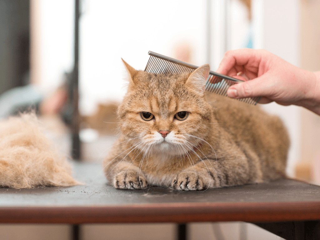 A brown cat lies on a table while a person carefully combs its fur, mindful to watch for any potential pet grooming emergencies. A pile of loose fur rests next to the cat.