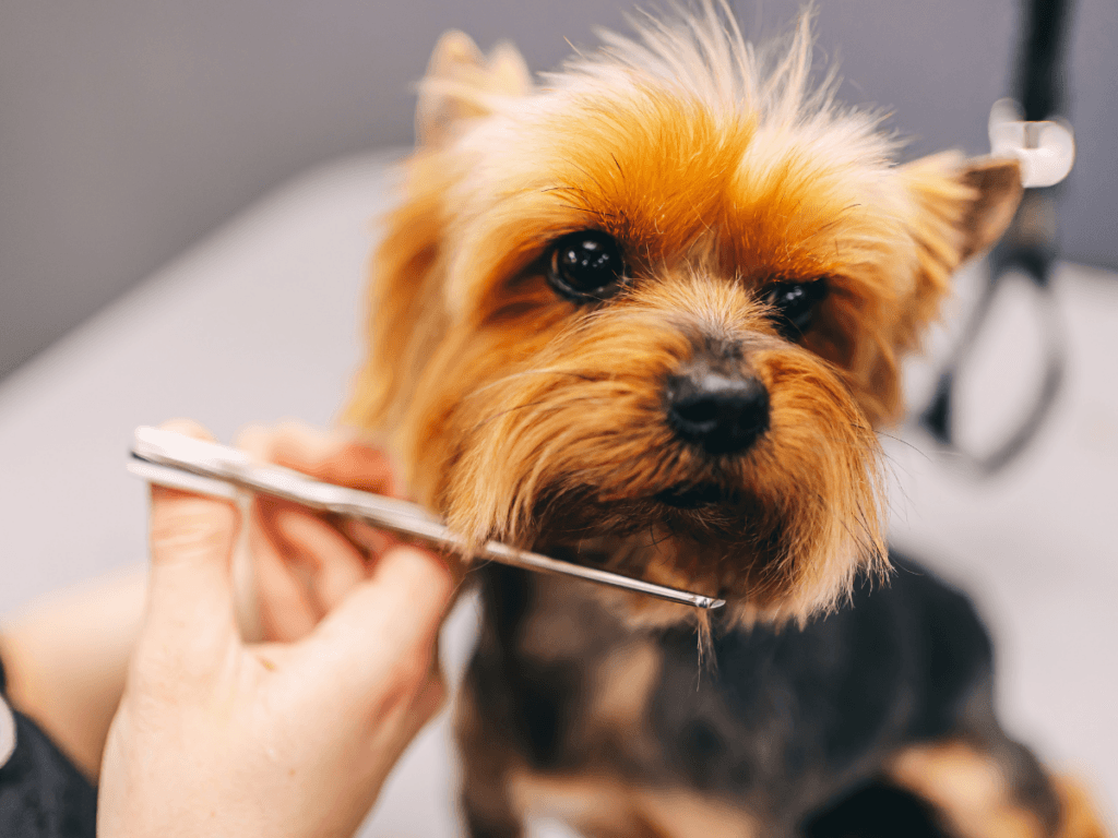A small brown dog is having its facial fur trimmed with scissors by a person&rsquo;s hand during grooming, demonstrating the importance of caution to prevent pet grooming emergencies.