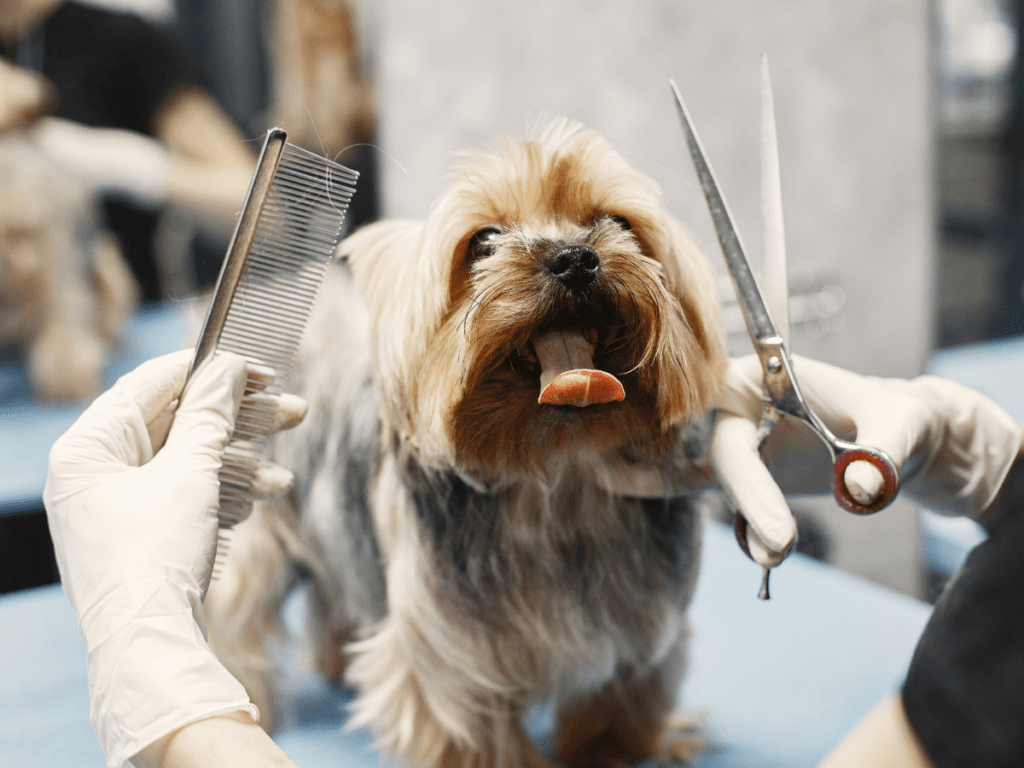 Small dog getting a haircut at a grooming salon; hands in gloves hold scissors and a comb near the dog&rsquo;s face, demonstrating careful attention to avoid pet grooming emergencies.