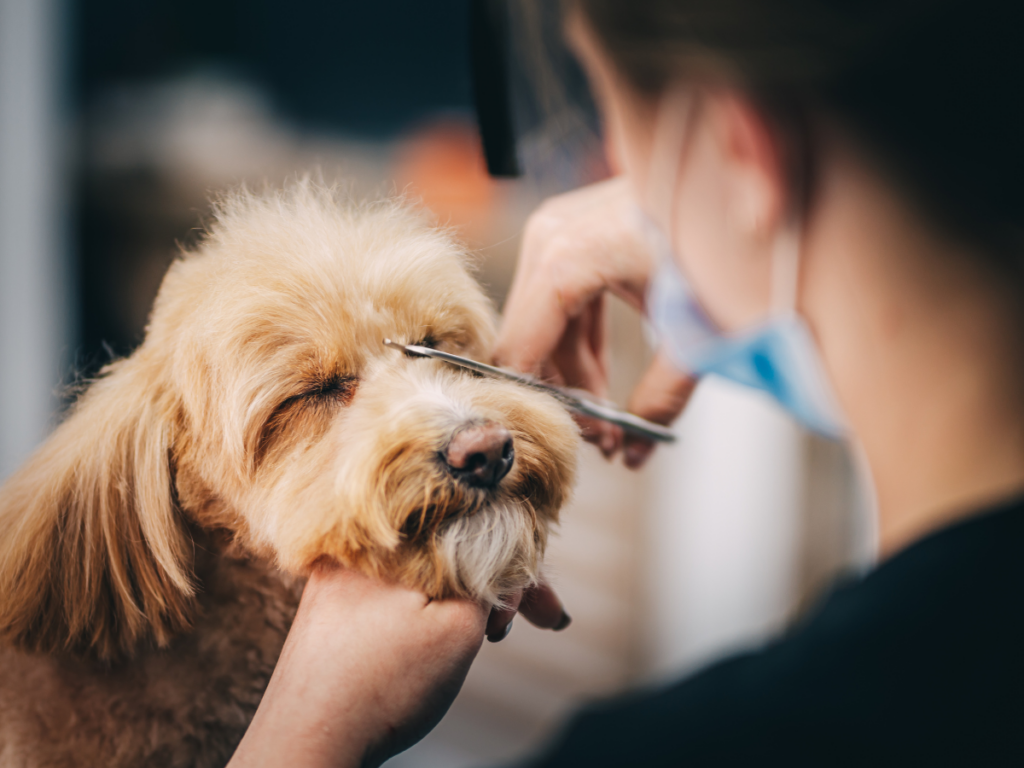Person trims a small dog&rsquo;s facial hair with scissors, carefully avoiding any pet grooming emergencies. The dog has closed eyes and light brown fur.